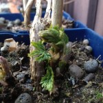 20120420-202720.jpg