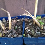 20120420-203305.jpg